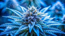 Understanding Your Flower